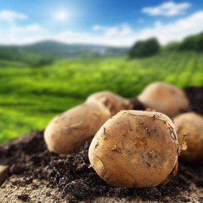Гастрономическая история картофеля