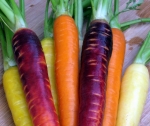Морковь, как выбирать, обрабатывать и готовить