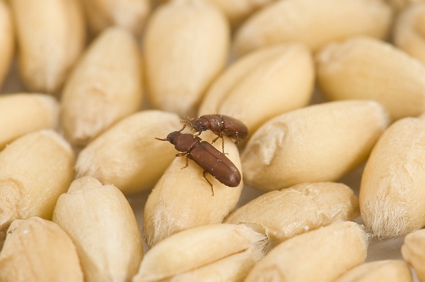 Как избавиться от насекомых в кладовой