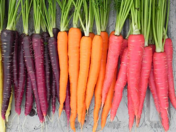 эволюция моркови