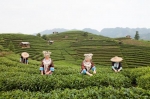 чайные плантации