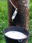 из сока Саподиллового дерева изготавливают основу для жевательной резинки