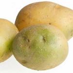 Насколько ядовит позеленевший картофель, или отравление соланином