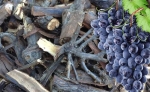 виноградные дрова-для барбекю лучше подходит древесина лиственных пород
