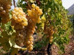 Крепкое вино Мадера из винограда сорта мальвазия